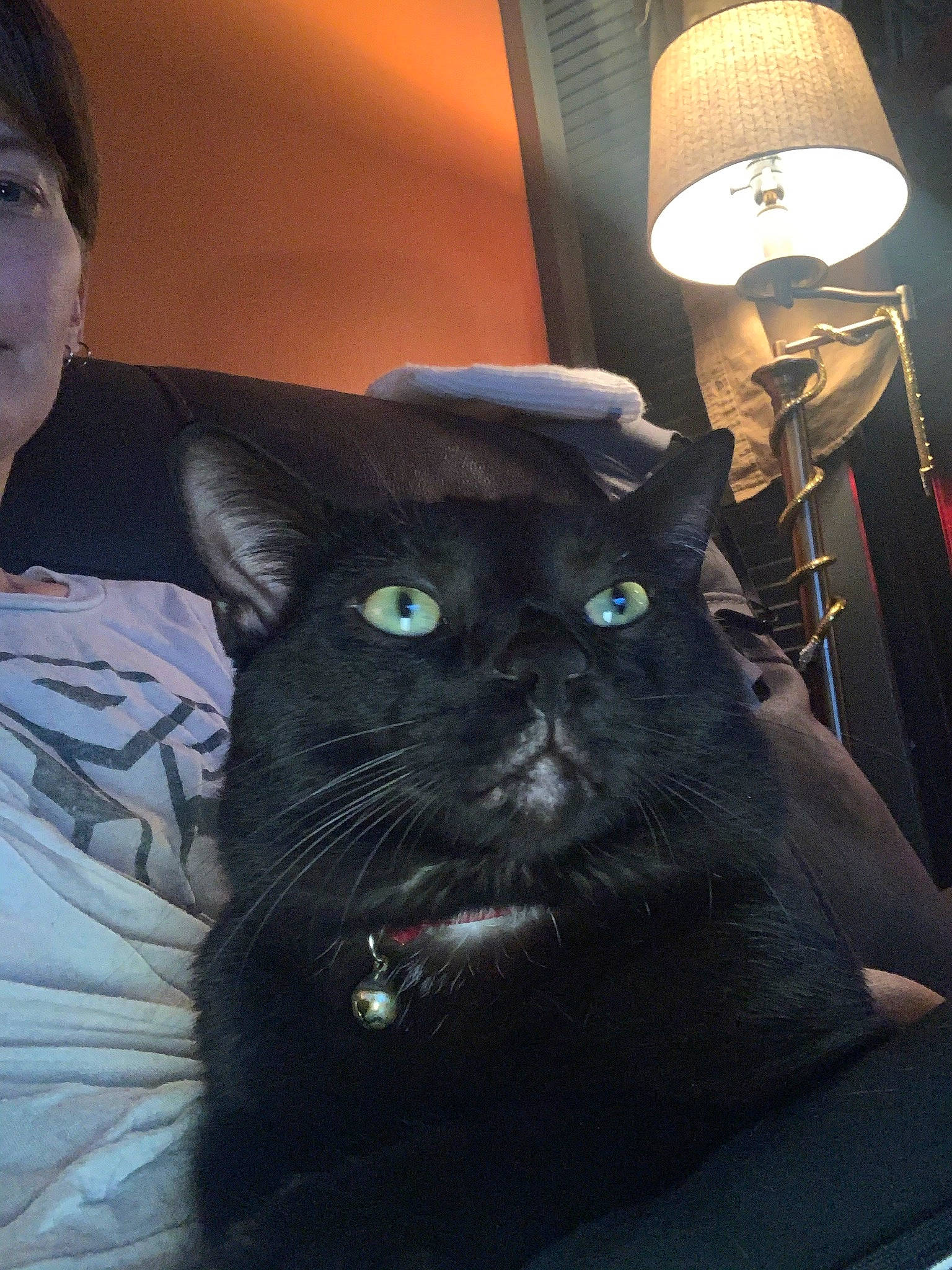 Sly joined the competition — help win amazing prizes! black_cat, carnivore, cat, comfort, domestic_short_haired_cat, eyewear, felidae, formal_wear, fur, glasses, lamp, lantern, light, lighting, room, selfie, sitting, small_to_medium_sized_cats, snout, whiskers