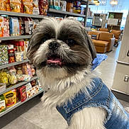 Gucci is registered to the contest to win money with this photo: aisle, animal, brown_and_white, companion, cute, denim_vest, dog, fluffy, friendly, fur, happy, indoor, leisure, pet, shelves, shopping, small_dog, snacks, store, tongue_out