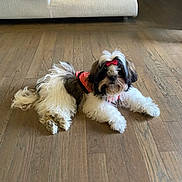 Chanel is registered to the contest to win money with this photo: dog, puppy, bow, pink_outfit, fluffy, indoor, wooden_floor, couch, furniture, pet, cute, small_dog, relaxed, lying_down, domestic, animal, adorable, companion, home, living_room