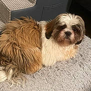 Giorgio joined the competition — help win amazing prizes! dog, pet, fluffy, brown_and_white, lying_down, indoor, rug, cozy, fur, animal, cute, looking_at_camera, companion, small_dog, home, resting, comfort, adorable, domestic, portrait