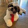 adorable, animal, bow_tie, collar, companion, curious, cute, dog, domestic, fluffy, fur, head_tilt, indoor, paw, pet, portrait, red, sitting, small_dog, wooden_floor