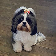 Armani is registered to the contest to win money with this photo: dog, pet, shih_tzu, bow, fluffy, black_and_white, cute, indoor, wooden_floor, small_dog, sitting, looking_up, adorable, fur, animal, companion, domestic, friendly, portrait, cute_pet