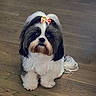 adorable, animal, black_and_white, bow, companion, cute, cute_pet, dog, domestic, fluffy, friendly, fur, indoor, looking_up, pet, portrait, shih_tzu, sitting, small_dog, wooden_floor