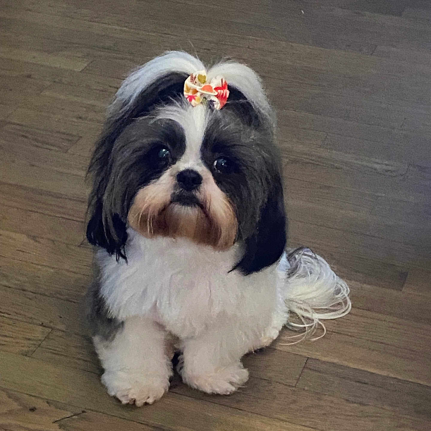 Armani is registered to the contest to win money with this photo: dog, pet, shih_tzu, bow, fluffy, black_and_white, cute, indoor, wooden_floor, small_dog, sitting, looking_up, adorable, fur, animal, companion, domestic, friendly, portrait, cute_pet