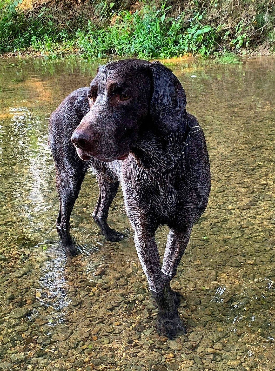 Marley participe au concours pour gagner de l'argent avec cette photo : braque_francais, canidae, carnivore, dog, dog_breed, german_longhaired_pointer, german_shorthaired_pointer, german_wirehaired_pointer, gun_dog, hunting_dog, mammal, old_danish_pointer, pointer, pointing_breed, rare_breed_dog, sporting_group, stichelhaar, vertebrate