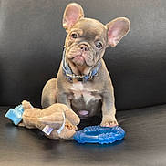 Winston is registered to the contest to win money with this photo: adorable, animal, blue_ring_toy, brown, collar, companion, cute, dog, ears, french_bulldog, indoor, leather_couch, looking_at_camera, pet, plush_toy, puppy, sitting, small_dog, toy, young