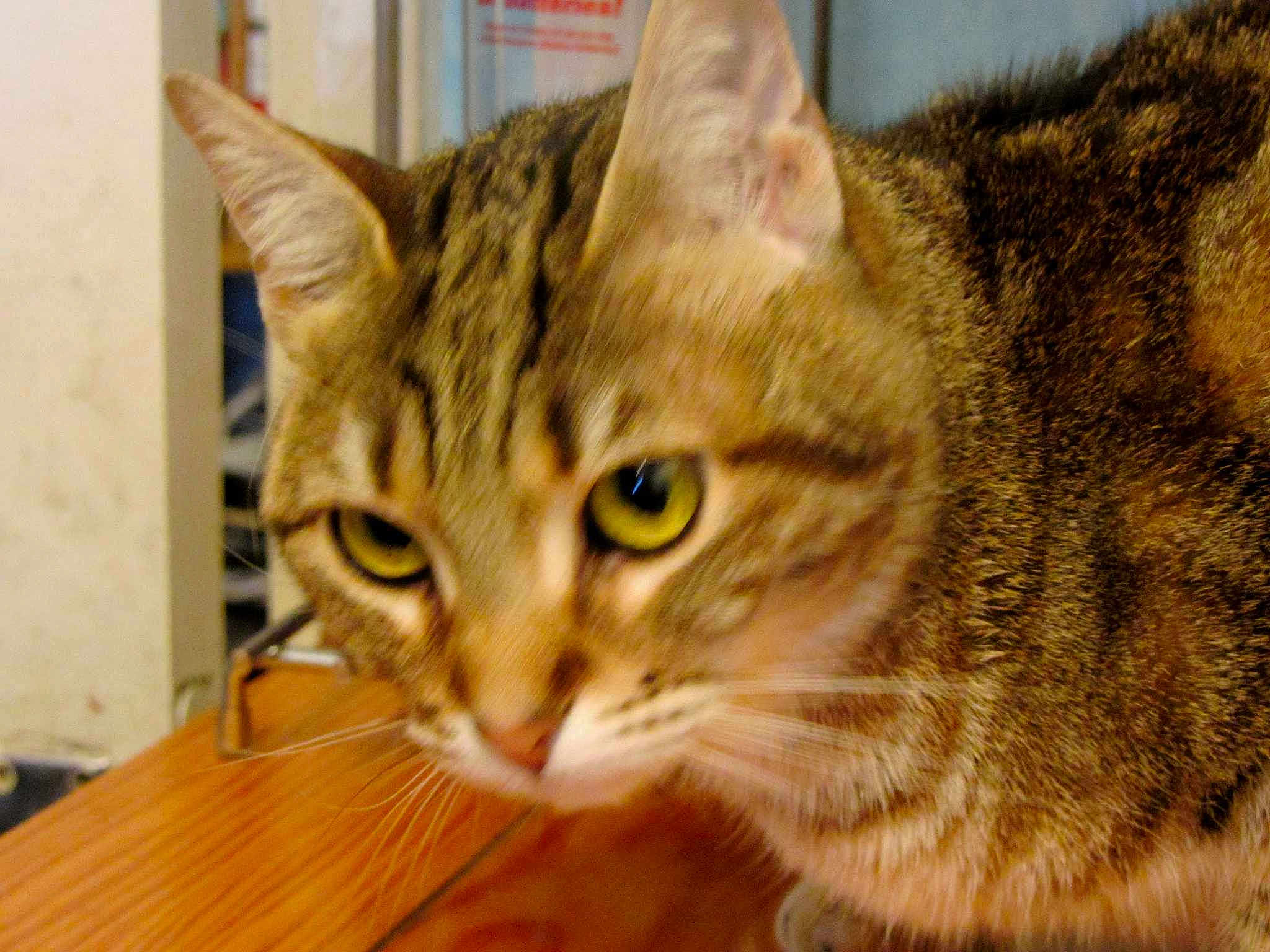 Mya