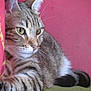 Mya participe au concours pour gagner de l'argent avec cette photo :