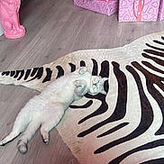 Dream joined the competition — help win amazing prizes! cat, white_cat, belly_up, rug, zebra_rug, zebra_pattern, presents, gifts, pink, pink_gifts, lion_statue, floor, wood_floor, hardwood_floor, holiday, christmas_tree, ornament, pet, relaxed, sleeping