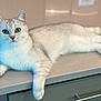 cat, feline, pet, indoor, countertop, kitchen, green_eyes, white_fur, silver_shading, whiskers, ears, paws, tail, lying_down, relaxed, closeup, portrait, furniture, drawer_handle, ambient_light