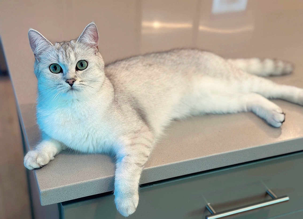 Dream joined the competition — help win amazing prizes! cat, feline, pet, indoor, countertop, kitchen, green_eyes, white_fur, silver_shading, whiskers, ears, paws, tail, lying_down, relaxed, closeup, portrait, furniture, drawer_handle, ambient_light
