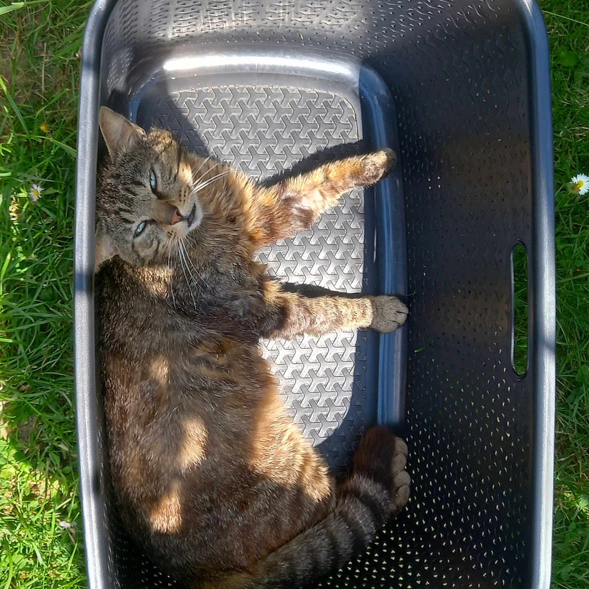 Scooby Dou participe au concours pour gagner de l'argent avec cette photo : animal, backyard, basket, cat, chair, field, furniture, grass, grassland, jar, kitten, lawn, nature, outdoors, pet, photography, plant, planter, soil, yard