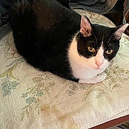 Frankie is registered to the contest to win money with this photo: cat, tuxedo_cat, black_and_white, pet, animal, feline, golden_eyes, whiskers, ears, paws, lying_down, resting, cushion, chair, indoors, furniture, patterned_fabric, portrait, closeup, cozy