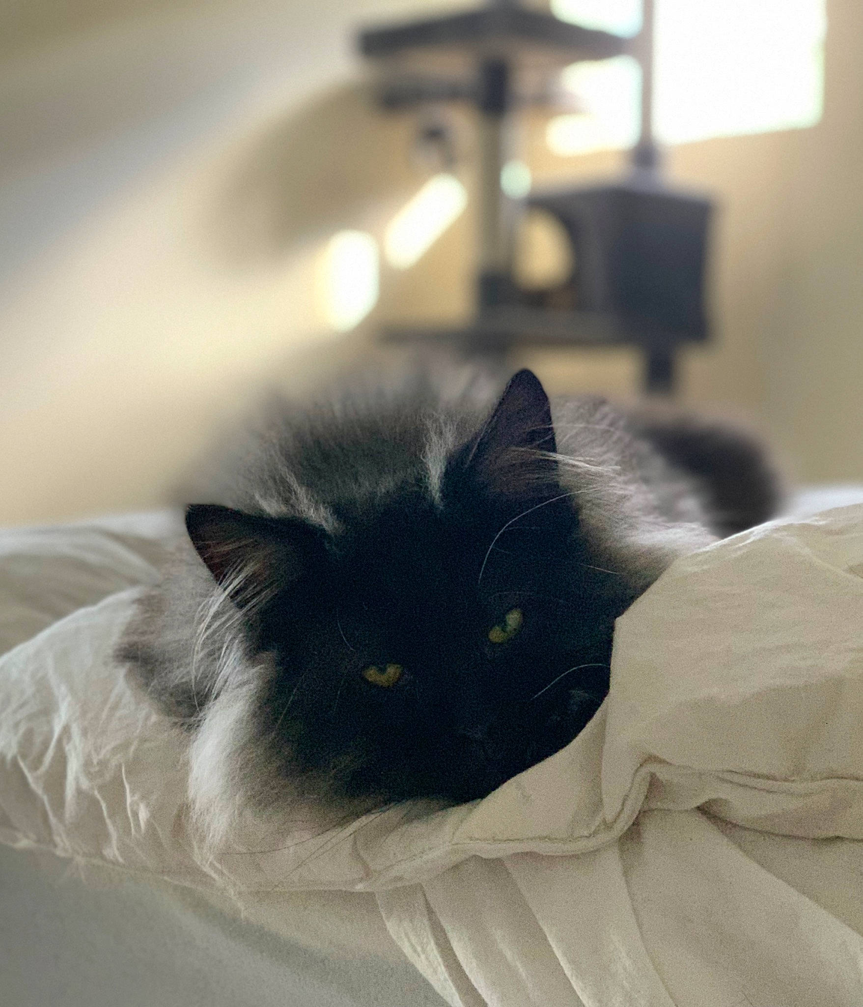 Bernard joined the competition — help win amazing prizes! bed, bedding, black_cat, carnivore, cat, comfort, domestic_short_haired_cat, felidae, fur, grey, linens, monochrome_photography, room, small_to_medium_sized_cats, snout, tail, whiskers