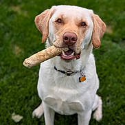 Frankie is registered to the contest to win money with this photo: dog, labrador_retriever, bone, grass, pet, animal, canine, outdoor, collar, sitting, mammal, cute, friendly, playful, nature, tongue, ears, fur, mouth, nose