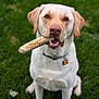 dog, labrador_retriever, bone, grass, pet, animal, canine, outdoor, collar, sitting, mammal, cute, friendly, playful, nature, tongue, ears, fur, mouth, nose