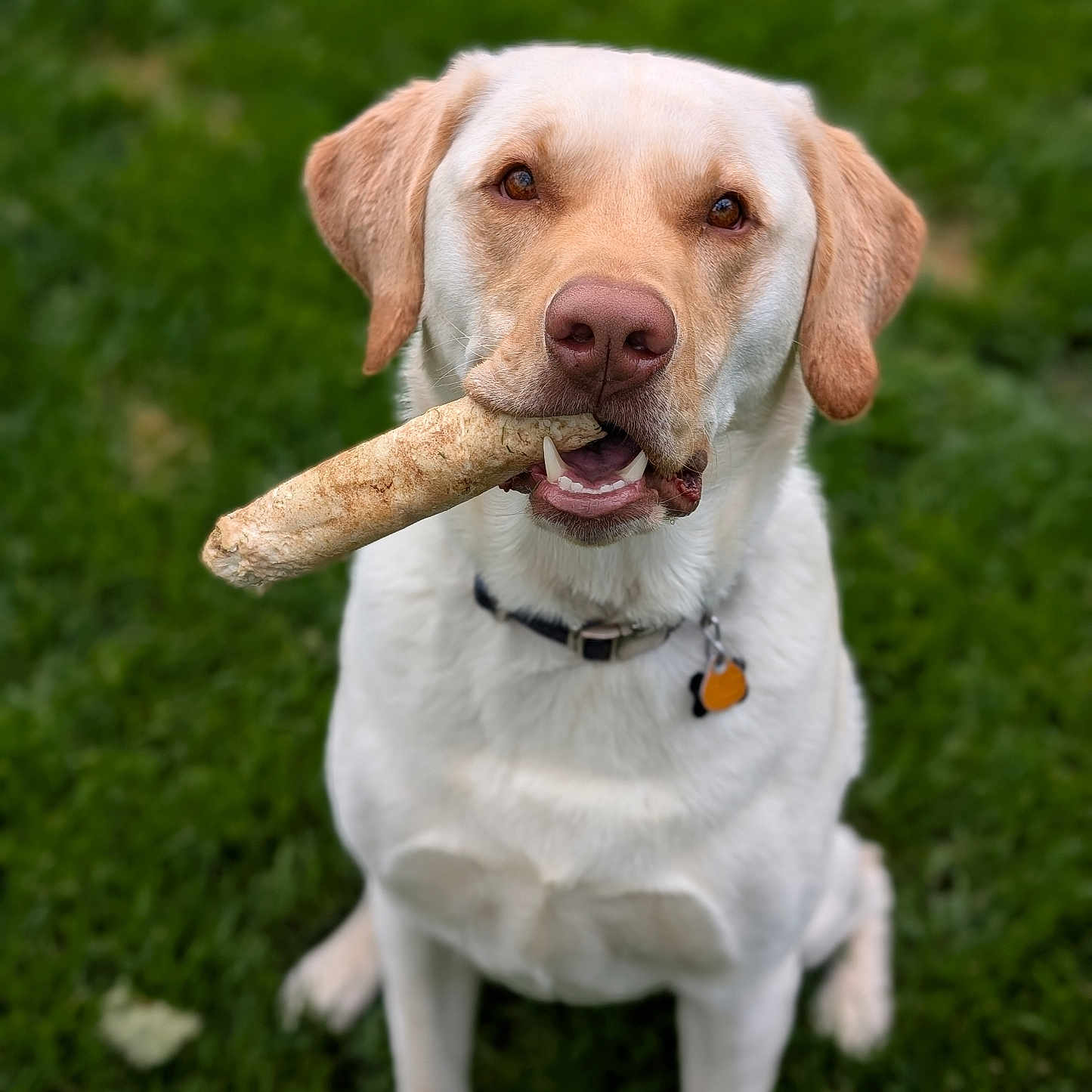 Frankie is registered to the contest to win money with this photo: animal, bone, canine, collar, cute, dog, ears, friendly, fur, grass, labrador_retriever, mammal, mouth, nature, nose, outdoor, pet, playful, sitting, tongue