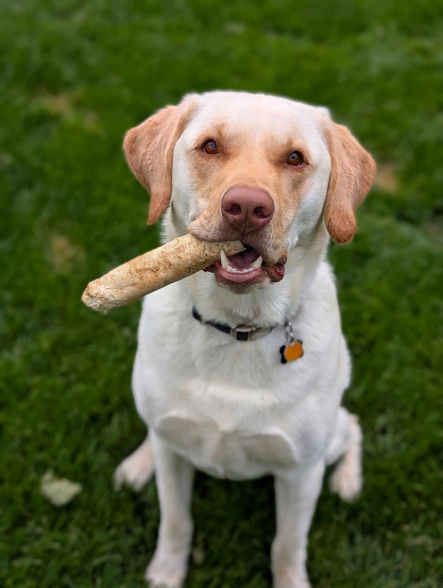 Frankie is registered to the contest to win money with this photo: dog, labrador_retriever, bone, grass, pet, animal, canine, outdoor, collar, sitting, mammal, cute, friendly, playful, nature, tongue, ears, fur, mouth, nose