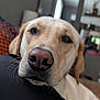 animal, blurred_background, brown_eyes, canine, close_up, companion, cozy, dog, domestic_animal, ears, face, fur, golden_retriever, indoor, labrador, nose, pet, portrait, resting, whiskers