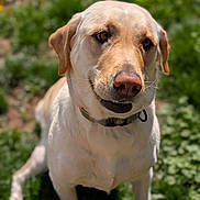 Vena joined the competition — help win amazing prizes! dog, labrador_retriever, yellow_dog, pet, animal, outdoor, grass, greenery, flower, sunlight, collar, mammal, canine, portrait, nature, summer, closeup, sitting, fur, friendly