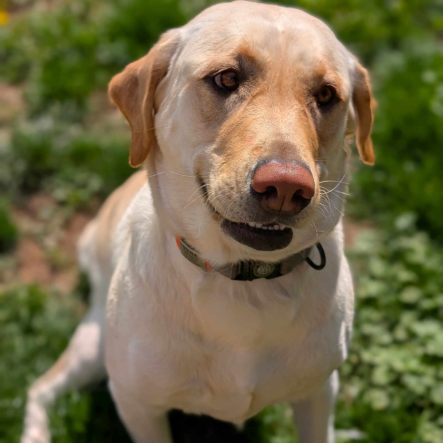 Vena joined the competition — help win amazing prizes! animal, canine, closeup, collar, dog, flower, friendly, fur, grass, greenery, labrador_retriever, mammal, nature, outdoor, pet, portrait, sitting, summer, sunlight, yellow_dog