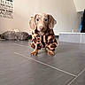 animal, brown, canine, clothing, costume, dachshund, dog, dog_bed, floppy_ears, front_view, home, indoor, leopard_print, outfit, pet, puppy, short_haired, sitting, tile_floor, wide_eyes