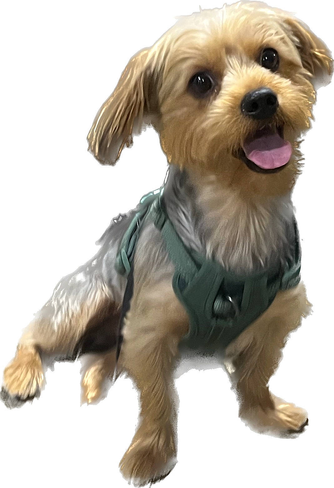 Benji joined the competition — help win amazing prizes! ancient_dog_breeds, canidae, carnivore, companion_dog, dog, dog_breed, dog_clothes, dog_supply, fashion_accessory, fawn, fictional_character, fur, liver, personal_protective_equipment, small_terrier, snout, sporting_group, terrier, toy_dog, working_animal