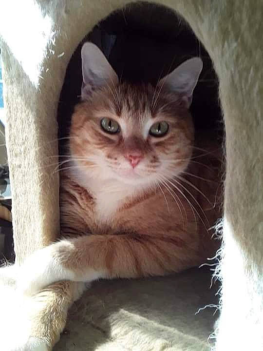 Tommy joined the competition — help win amazing prizes! box, cardboard, carnivore, cat, cat_supply, domestic_short_haired_cat, fawn, felidae, fur, iris, paw, photo_caption, small_to_medium_sized_cats, snout, tail, whiskers, window, wood