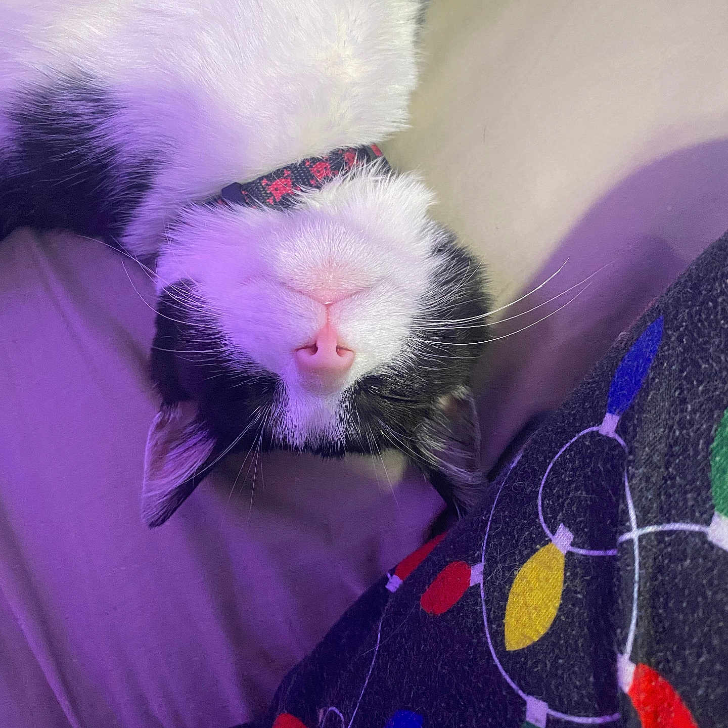 Booboo