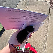 Booboo joined the competition — help win amazing prizes! kitten, black_and_white, paper_towel, hand, person, colorful_shirt, sidewalk, concrete, sunlight, outdoor, paper, text, street, curb, shadow, animal, small, cute, holding, daylight