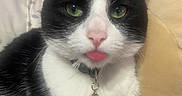 Booboo is registered to the contest to win money with this photo: cat, black_and_white, green_eyes, tongue_out, collar, bell, indoor, close_up, pet, feline, cute, whiskers, fur, pink_nose, relaxed, domestic_animal, animal_portrait, soft_furniture, pillow, cozy