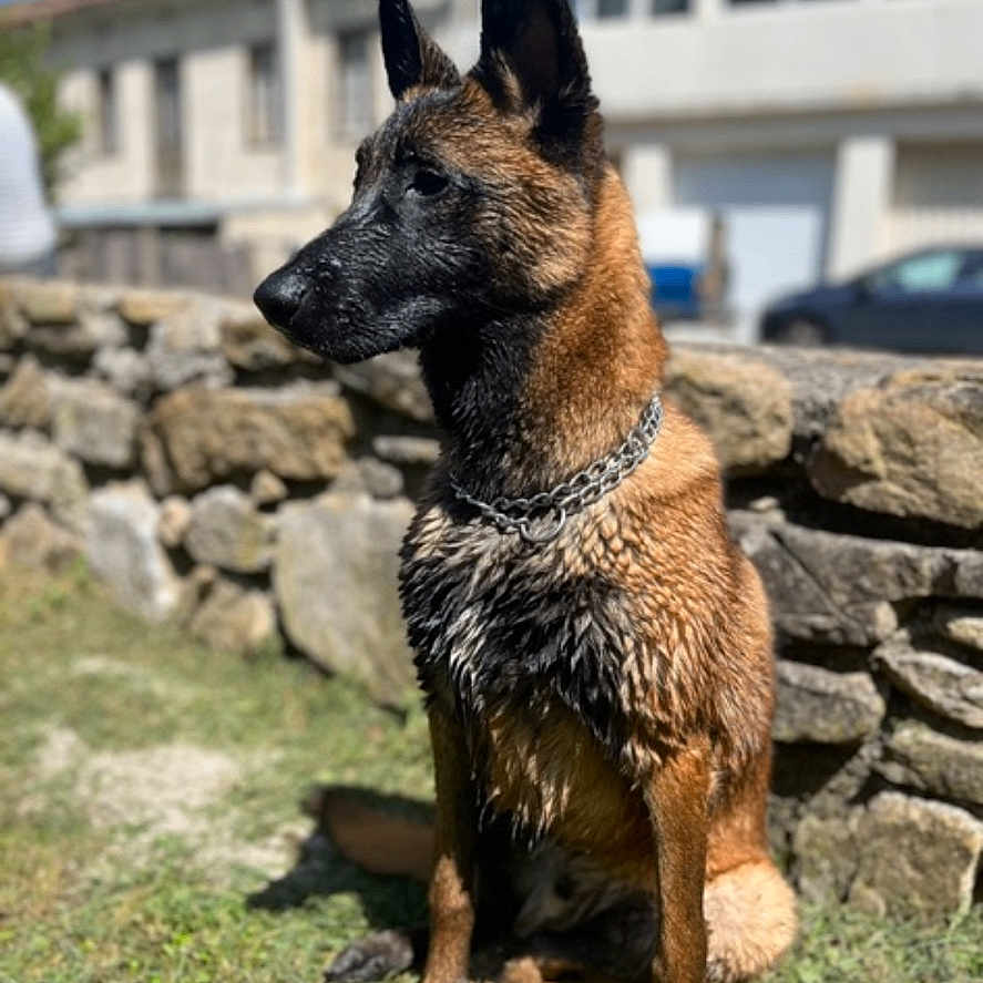 Rio participe au concours pour gagner de l'argent avec cette photo : animal, architecture, building, canine, car, dog, germanshepherd, machine, person, pet, policedog, puppy, rock, rubble, slate, stonewall, transportation, vehicle, wall, wheel