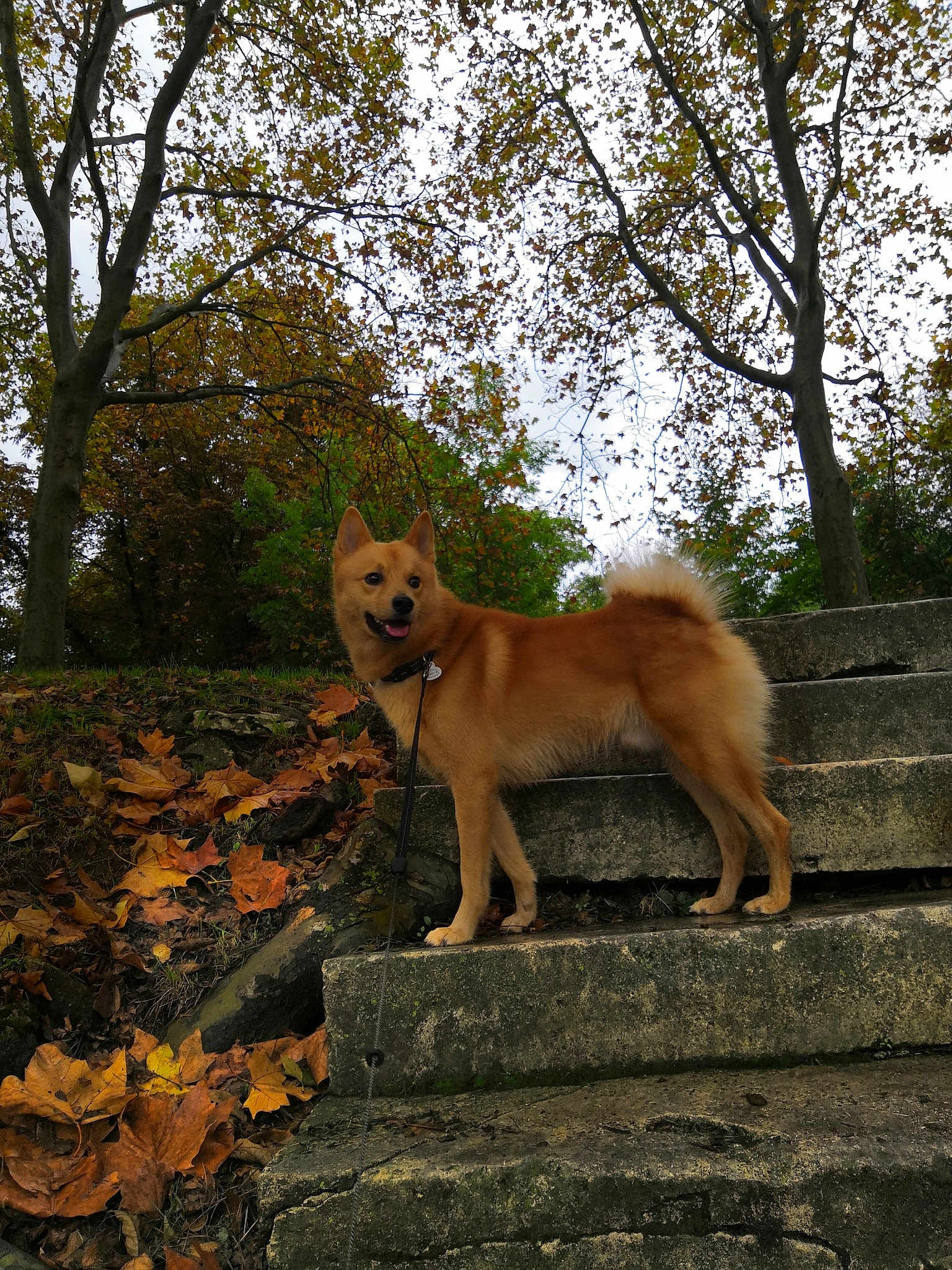 Koda