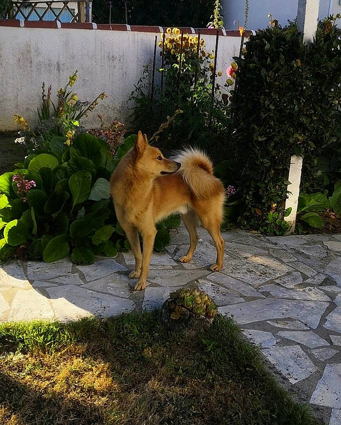 Koda participe au concours pour gagner de l'argent avec cette photo : akita, akita_inu, canaan_dog, canidae, carnivore, dog, dog_breed, eurasier, fawn, finnish_spitz, hokkaido, house, icelandic_sheepdog, korean_jindo_dog, mammal, non_sporting_group, norwegian_buhund, shiba_inu, shikoku, vertebrate