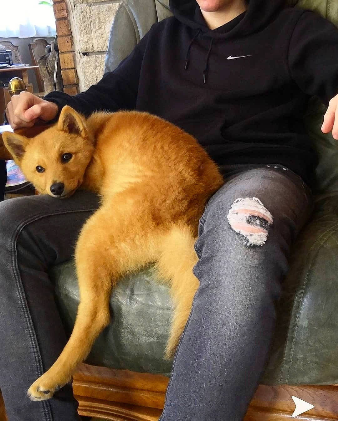 Koda a rejoint le concours — aidez-le/la à gagner de superbes lots ! canidae, carnivore, carolina_dog, dog, dog_breed, fawn, finnish_spitz, korean_jindo_dog, mammal, non_sporting_group, norwegian_buhund, spitz, vertebrate