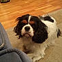 animal, black, brown, canine, carpet, cavalier_king_charles_spaniel, companion, couch, cute, dog, domestic_animal, ears, floor, fur, home, indoor, lying_down, pet, relaxed, white