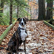 Sammy is registered to the contest to win money with this photo: dog, brindle, autumn, forest, leaves, wooden_path, trees, outdoor, nature, pet, sitting, canine, fall, woods, quiet, scenic, animal, trail, daytime, leaf_litter