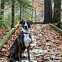 dog, brindle, autumn, forest, leaves, wooden_path, trees, outdoor, nature, pet, sitting, canine, fall, woods, quiet, scenic, animal, trail, daytime, leaf_litter