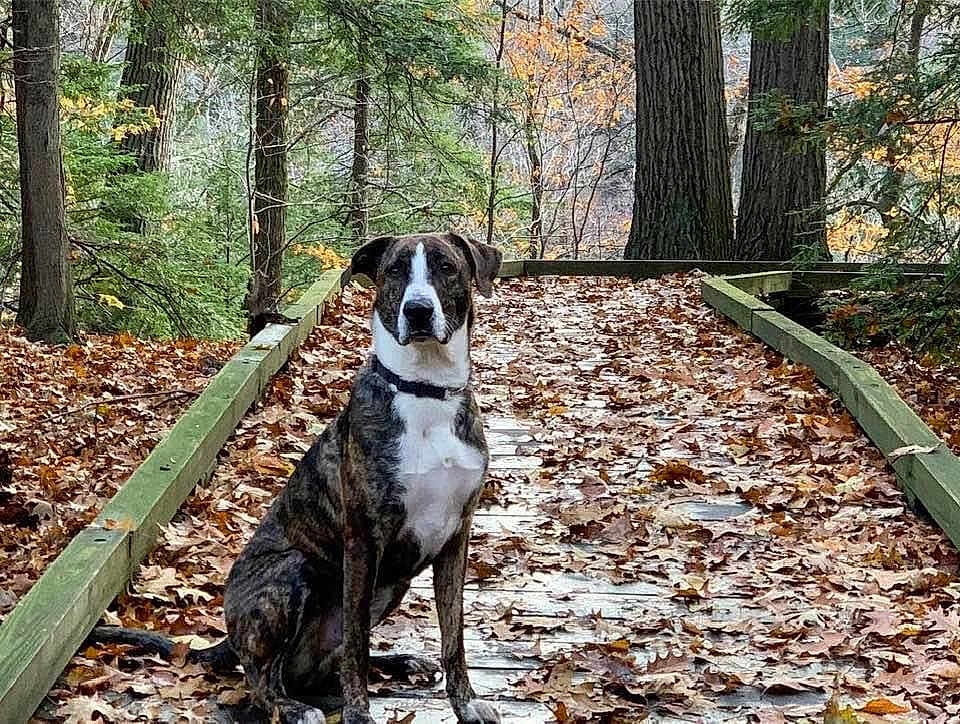 Sammy is registered to the contest to win money with this photo: dog, brindle, autumn, forest, leaves, wooden_path, trees, outdoor, nature, pet, sitting, canine, fall, woods, quiet, scenic, animal, trail, daytime, leaf_litter