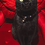 Frankie is registered to the contest to win money with this photo: black_cat, cat, pet, animal, yellow_eyes, sitting, red_chair, furniture, indoor, whiskers, collar, bell, portrait, cute, feline, domestic_cat, fur, close_up, looking_up, soft_texture