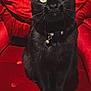 black_cat, cat, pet, animal, yellow_eyes, sitting, red_chair, furniture, indoor, whiskers, collar, bell, portrait, cute, feline, domestic_cat, fur, close_up, looking_up, soft_texture