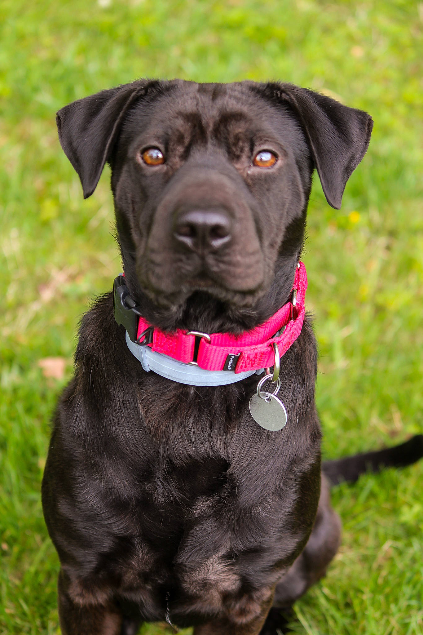 Zuri joined the competition — help win amazing prizes! borador, canidae, carnivore, collar, companion_dog, dog, dog_breed, dog_collar, dog_supply, fawn, grass, gun_dog, hunting_dog, leash, liver, pet_supply, plant, snout, sporting_group, working_animal