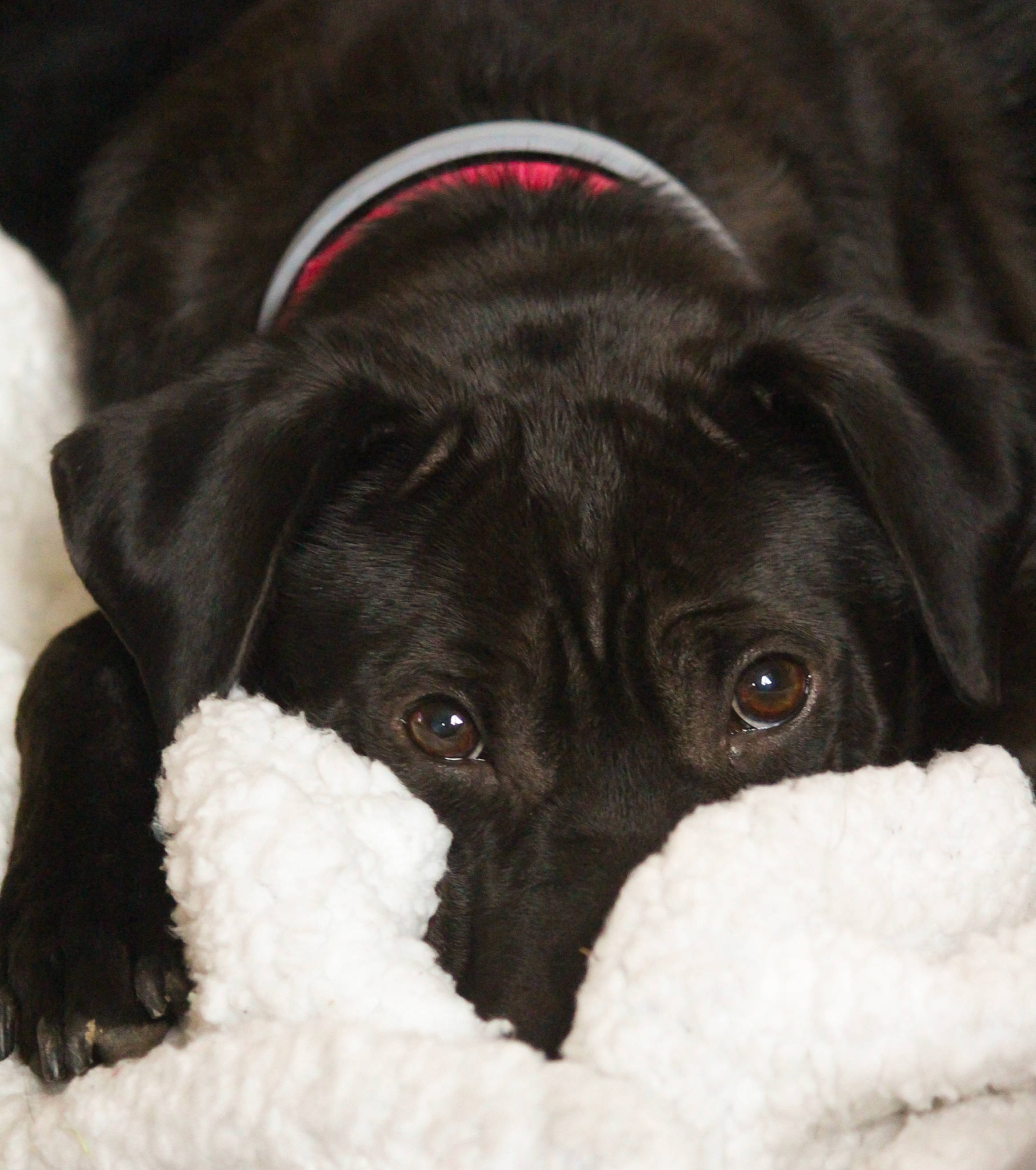 Zuri is registered to the contest to win money with this photo: borador, canidae, carnivore, collar, comfort, companion_dog, dog, dog_breed, dog_collar, dog_supply, fur, liver, non_sporting_group, pet_supply, puppy, snout, sporting_group, terrestrial_animal, whiskers, working_animal