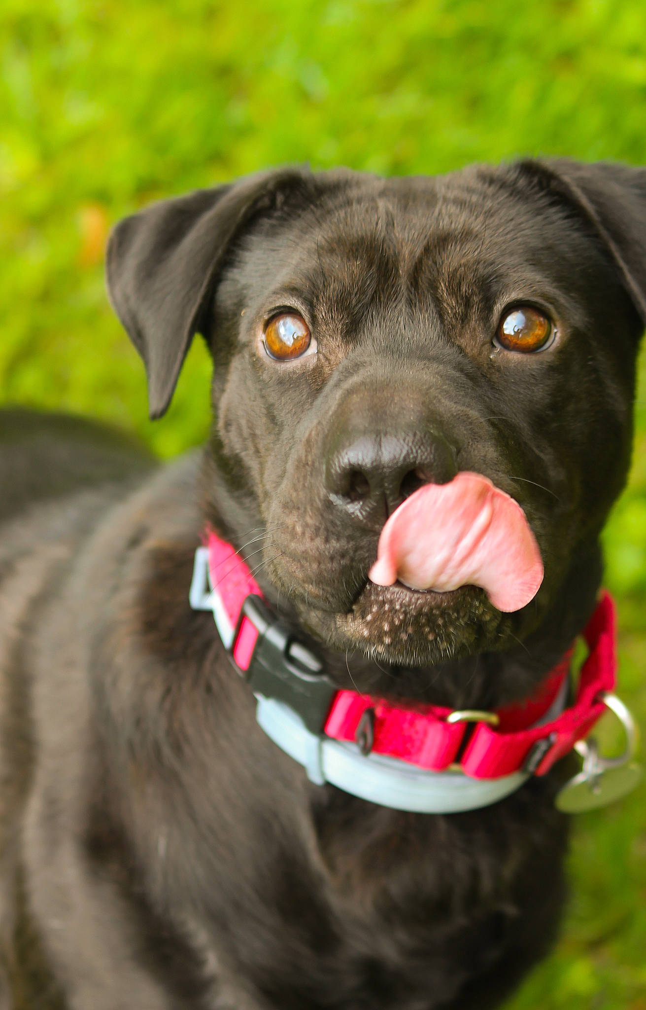 Zuri joined the competition — help win amazing prizes! canidae, carnivore, collar, companion_dog, dog, dog_breed, dog_collar, dog_supply, eye, fawn, flower, grass, leash, liver, pet_supply, plant, snout, sporting_group, whiskers, working_animal