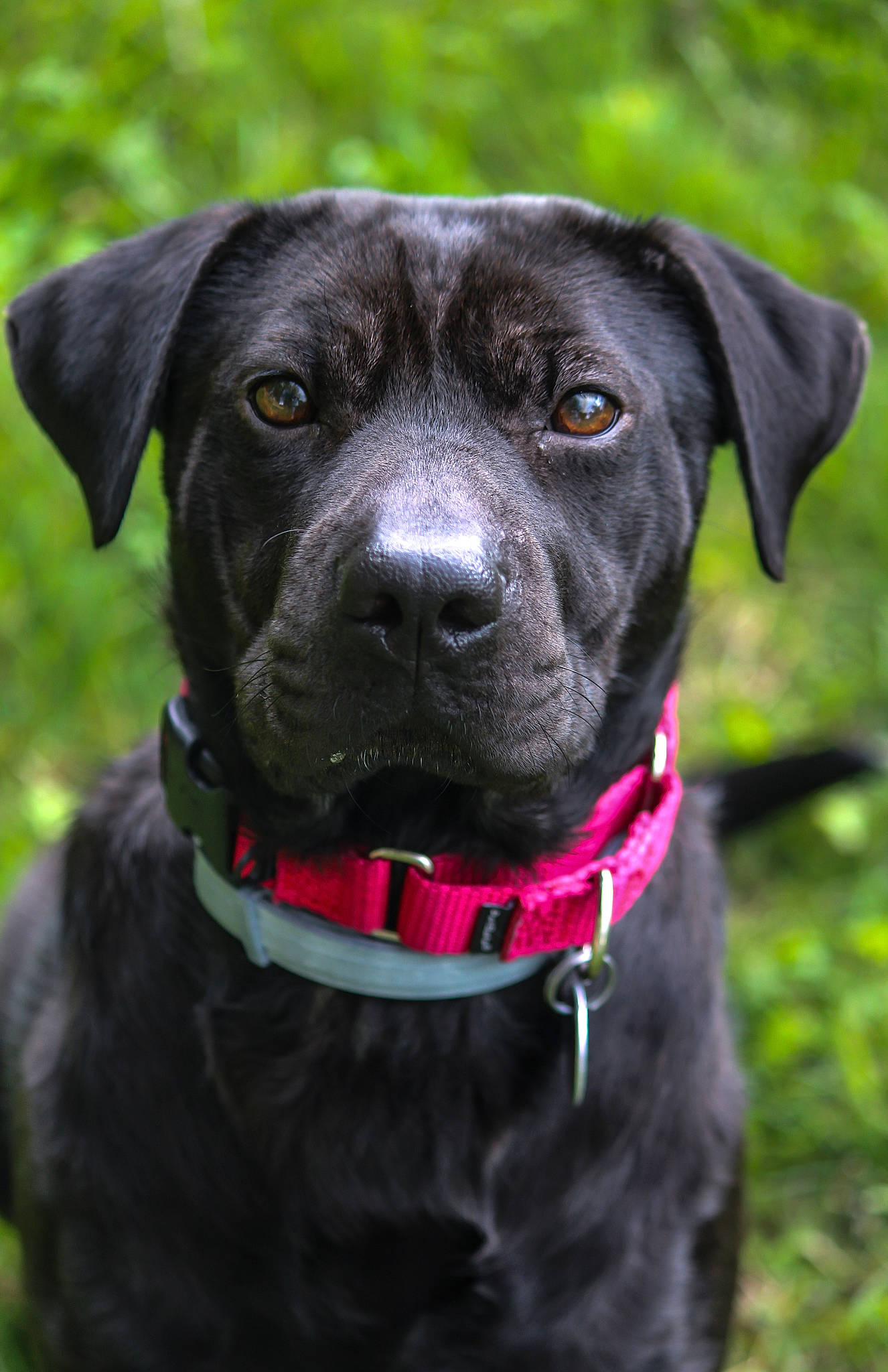 Zuri joined the competition — help win amazing prizes! borador, canidae, carnivore, collar, companion_dog, dog, dog_breed, dog_collar, dog_supply, electric_blue, grass, gun_dog, liver, pet_supply, plant, snout, sporting_group, whiskers, working_animal, working_dog