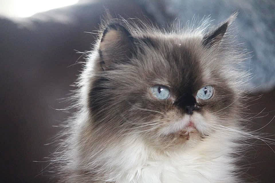 Sassy is registered to the contest to win money with this photo: birman, british_longhair, carnivore, cat, felidae, fur, iris, macro_photography, persian, ragdoll, small_to_medium_sized_cats, snout, whiskers