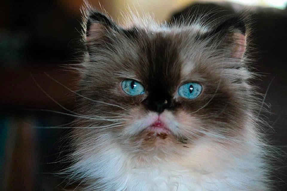 Sassy is registered to the contest to win money with this photo: birman, british_longhair, carnivore, cat, close_up, electric_blue, fawn, felidae, fur, macro_photography, ragdoll, small_to_medium_sized_cats, snout, surprised, tail, terrestrial_animal, whiskers