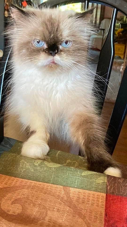 Sassy is registered to the contest to win money with this photo: birman, carnivore, cat, claw, event, fawn, felidae, flooring, fur, hardwood, paw, persian, small_to_medium_sized_cats, snout, tail, whiskers, wood