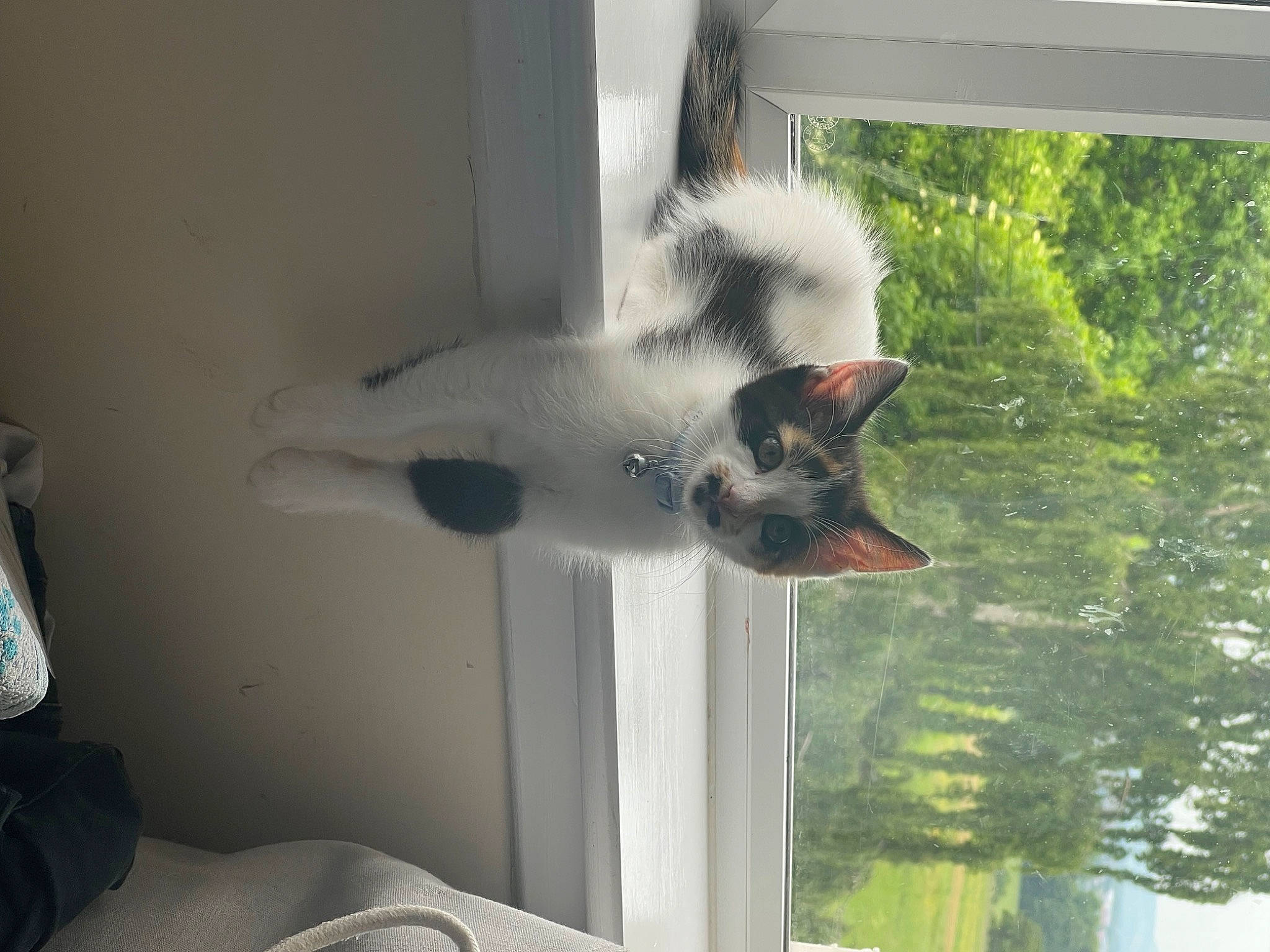 Tasha is registered to the contest to win money with this photo: canidae, carnivore, cat, dog_breed, door, felidae, fur, glass, house, houseplant, palm_tree, plant, room, small_to_medium_sized_cats, sporting_group, tail, tree, water, whiskers, window