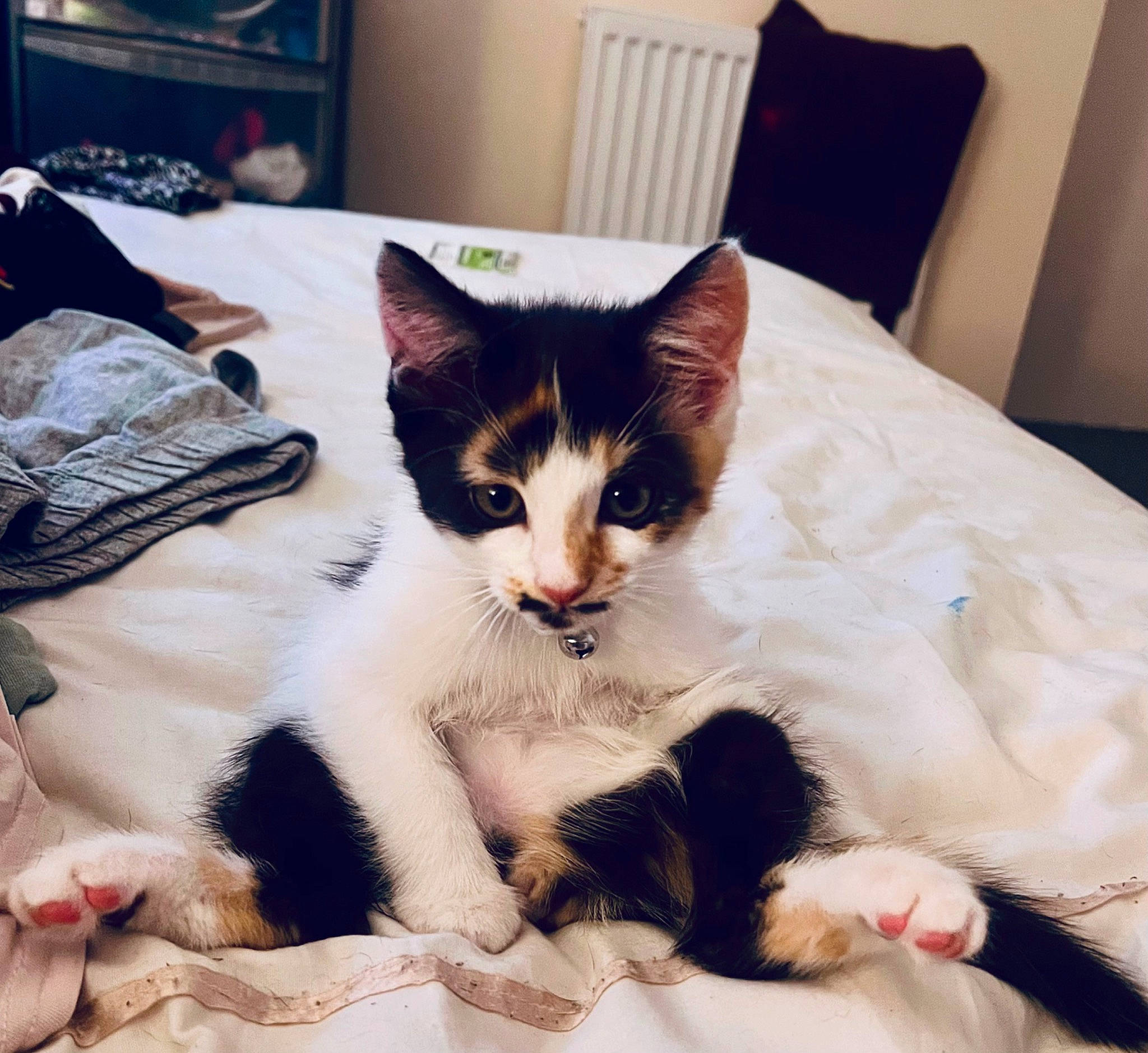 Tasha joined the competition — help win amazing prizes! bedding, carnivore, cat, cat_supply, comfort, domestic_short_haired_cat, eye, felidae, foot, fur, lap, linens, nap, paw, sitting, small_to_medium_sized_cats, snout, tail, whiskers, window